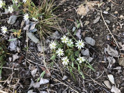 Stellaria longipes, photographed by Allison Gray