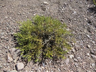 Parastrephia quadrangularis, photographed by Nicolás Lavandero