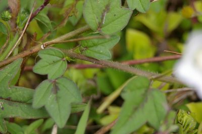 Anoda acerifolia, photographed by Don Johnston