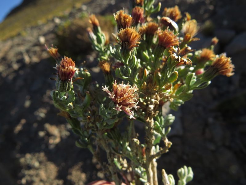 Chersodoma candida, photographed by Nicolás Lavandero
