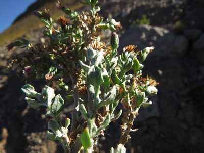 Chersodoma candida, photographed by Nicolás Lavandero