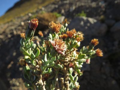Chersodoma candida, photographed by Nicolás Lavandero