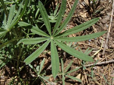 Lupinus arbustus, photographed by Tom Wainwright