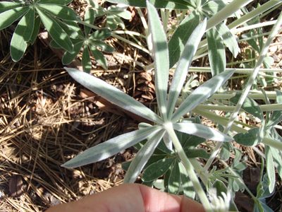 Lupinus leucophyllus, photographed by Tom Wainwright