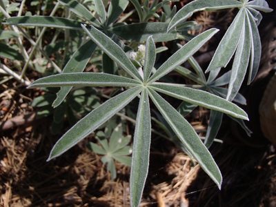 Lupinus leucophyllus, photographed by Tom Wainwright