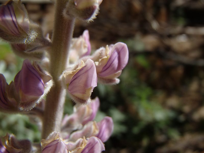 Lupinus leucophyllus, photographed by Tom Wainwright
