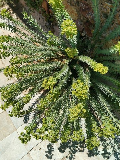 Euphorbia pithyusa, photographed by Roland Godon