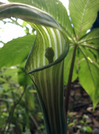 Arisaema concinnum, photographed by Ramnarayan K