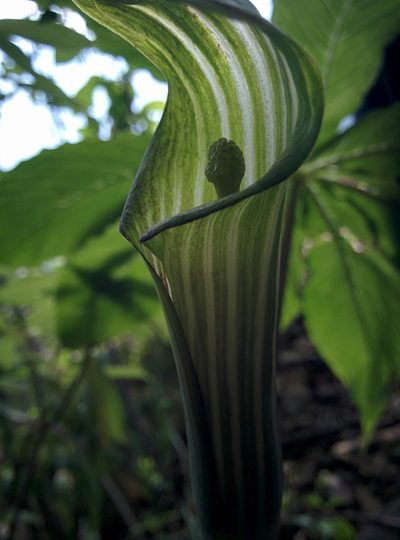 Arisaema concinnum, photographed by Ramnarayan K