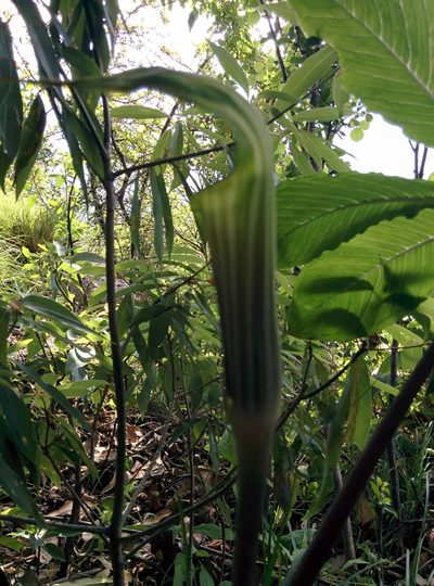 Arisaema concinnum, photographed by Ramnarayan K