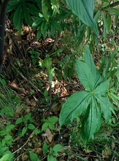 Arisaema concinnum, photographed by Ramnarayan K