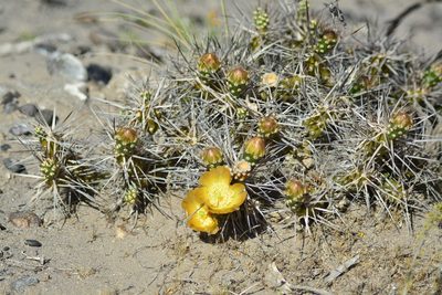 Maihueniopsis hickenii, photographed by veonatura