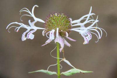 Monarda russeliana, photographed by Jay Pruett