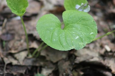 Viola epipsiloides, photographed by Tatiana Strus