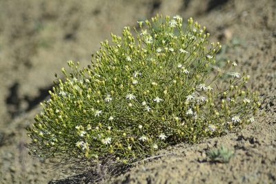 Gutierrezia gilliesii, photographed by veonatura