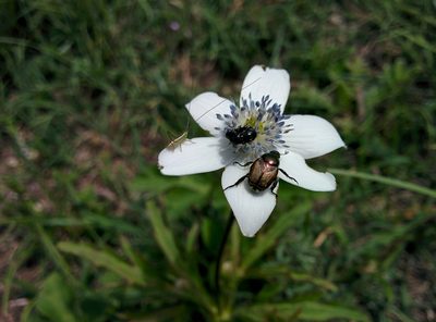 Eriocapitella rivularis, photographed by Ramnarayan K