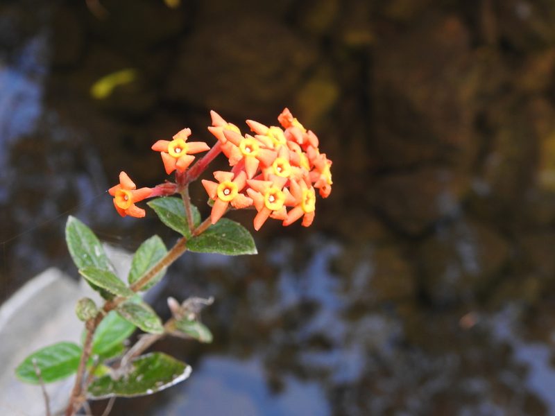 Rondeletia odorata, photographed by amantedarmanin