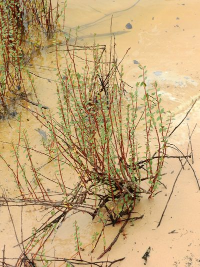 Euphorbia duckei, photographed by Nelson Wisnik