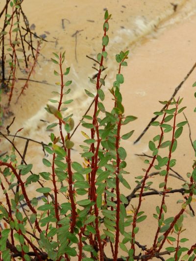 Euphorbia duckei, photographed by Nelson Wisnik