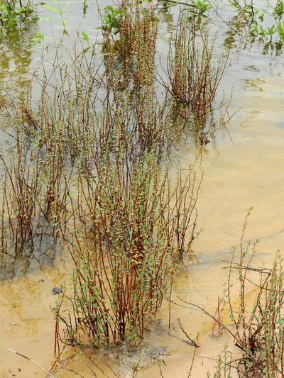 Euphorbia duckei, photographed by Nelson Wisnik