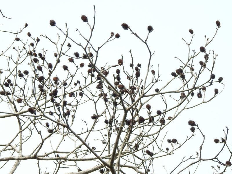 Platycarya strobilacea, photographed by Jacy Chen