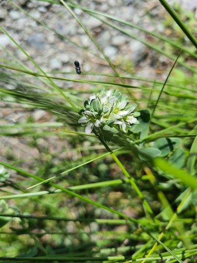 Telephium imperati, photographed by agosti