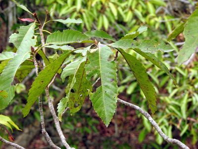 Eriobotrya deflexa, photographed by Jacy Chen
