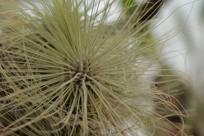 Tillandsia fuchsii, photographed by Neptalí Ramírez Marcial