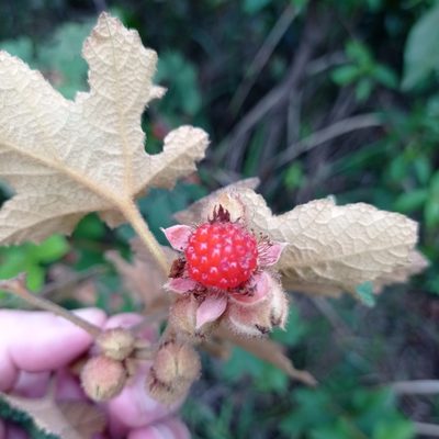 Rubus reflexus, photographed by David Addis