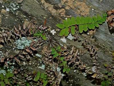 Adiantum edgeworthii, photographed by Jacy Chen
