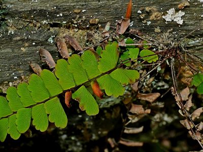 Adiantum edgeworthii, photographed by Jacy Chen