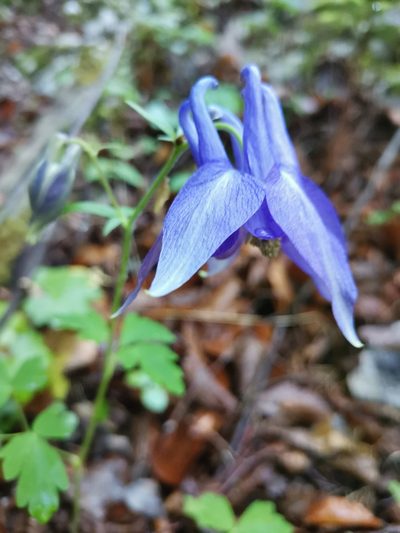 Aquilegia nigricans, photographed by Ljaž