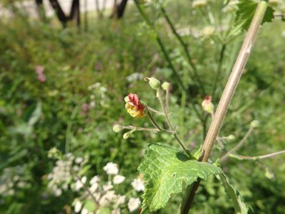 Scrophularia scorodonia, photographed by Duarte Frade
