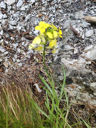 Erysimum sylvestre, photographed by Ljaž