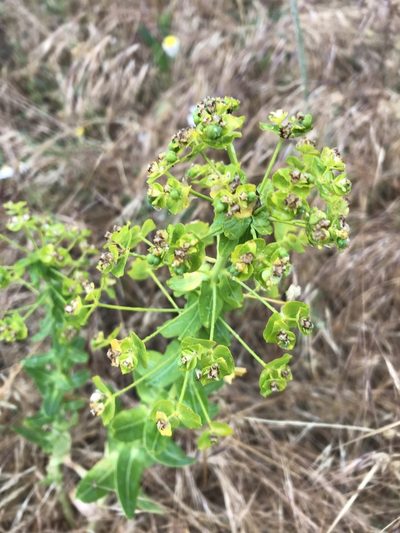 Euphorbia agraria, photographed by Vladislav Isaev