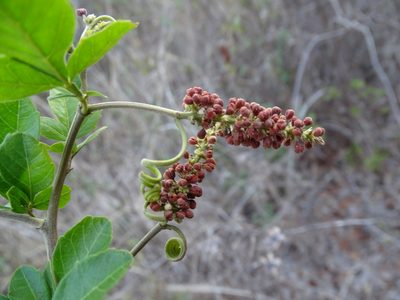 Serjania mexicana, photographed by Alexis López Hernández