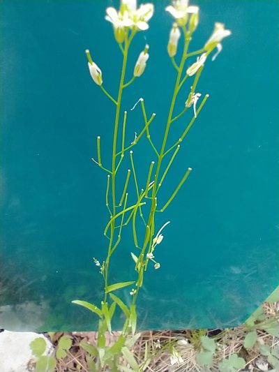 Arabis pycnocarpa, photographed by Tom Norton