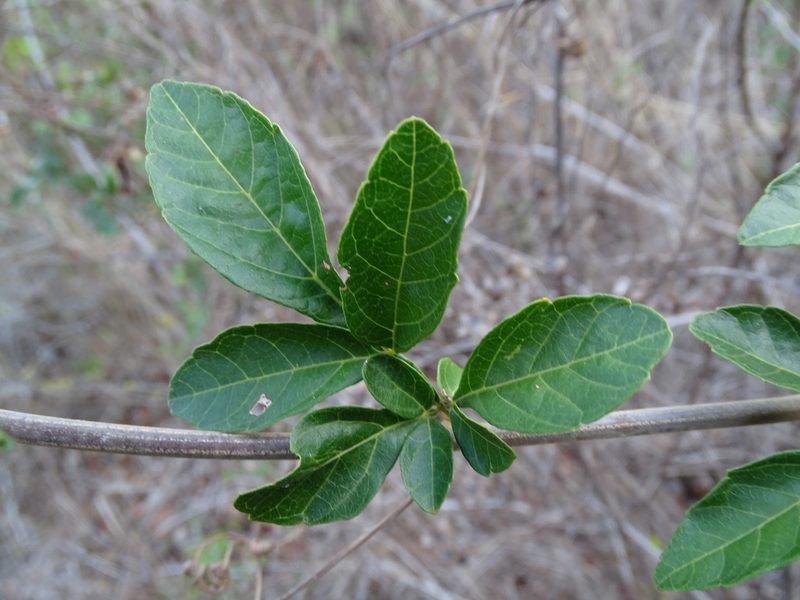 Serjania mexicana, photographed by Alexis López Hernández