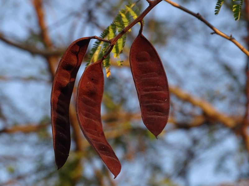 Havardia albicans, photographed by Alexis López Hernández