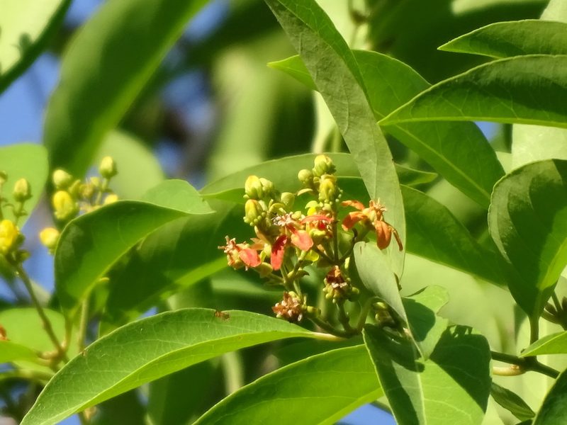Tetrapterys schiedeana, photographed by Alexis López Hernández
