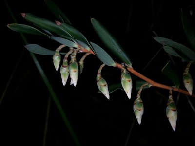 Conostephium pendulum, photographed by Helium Luo