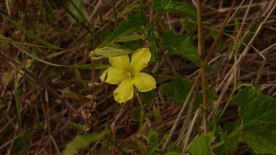 Momordica dioica, photographed by Dinesh Valke