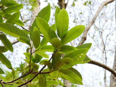 Quercus variabilis, photographed by Jacy Chen