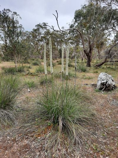 Xanthorrhoea caespitosa, photographed by spacegecko