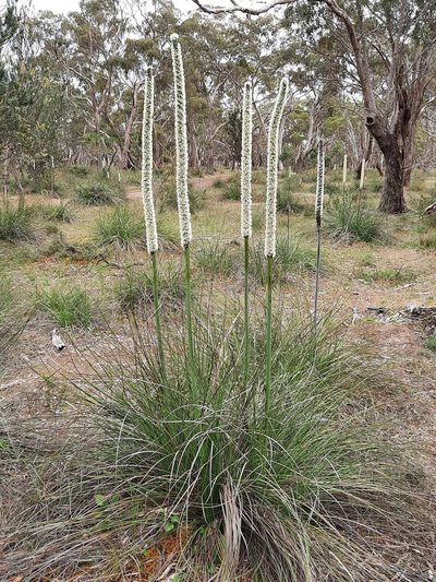 Xanthorrhoea caespitosa, photographed by spacegecko