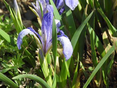 Iris lactea, photographed by Анна Васильченко