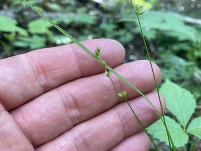 Carex disperma, photographed by Derek
