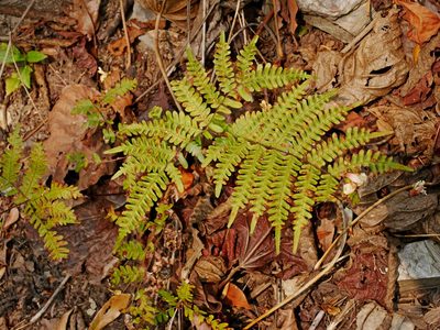 Pteris longipes, photographed by Jacy Chen