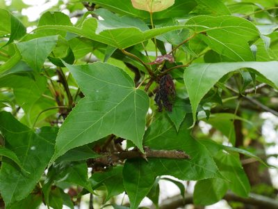 Liquidambar formosana, photographed by Jacy Chen