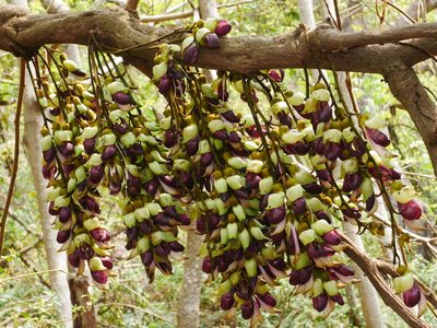 Mucuna macrocarpa, photographed by Jacy Chen